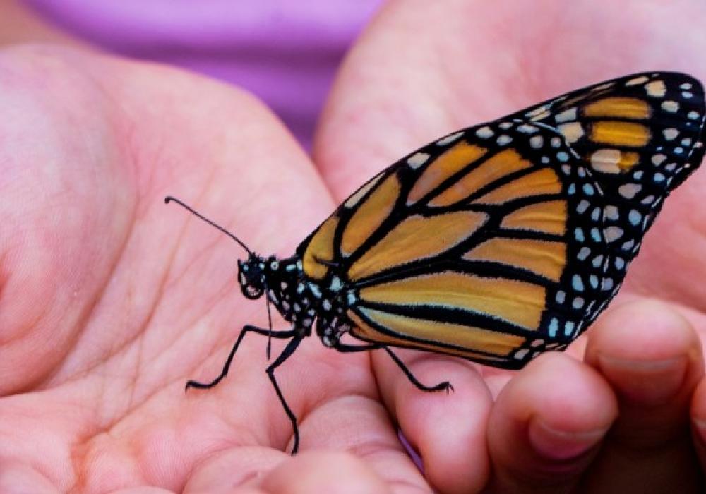 Trauer-und Verlustbegleiter.jpg