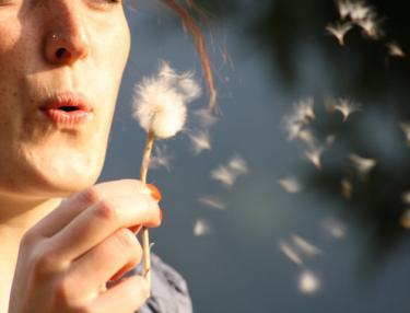 Pusteblume